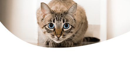 Consulenza cinofila gattofila