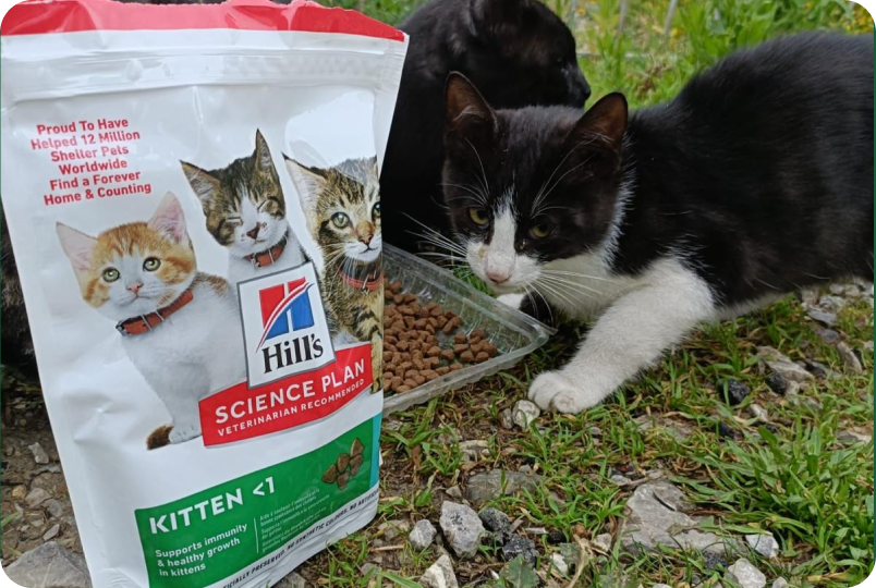 Team Building Solidale con Empethy - Gruppo di persone con cani e attestati di partecipazione